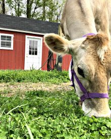 Meet Daisy!!! (Video)