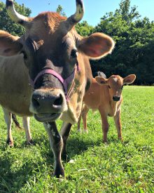 Should I get a Jersey Cow?