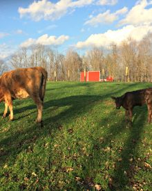 How to Buy a Family Milk Cow (Premium)