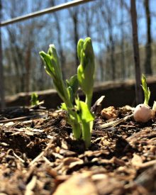 GROW YOUR OWN – Organic Gardening Class Week 4 -Raised Beds, Walking Paths & Free Mulch (Premium)