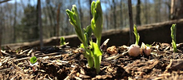 GROW YOUR OWN – Organic Gardening Class Week 4 -Raised Beds, Walking Paths & Free Mulch (Premium)