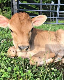 Baby Daisy is Finally Here!