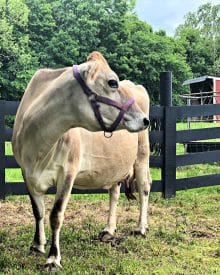 Signs Your Cow Could Have Mastitis