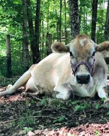 A Peek Behind the Scenes – Waiting on a Calf 5/2019 (Premium)