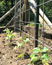 Organic Gardening – Summer Garden (3) Planting the Summer Garden & Smart Use of Flowers