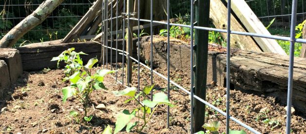 Organic Gardening – Summer Garden (3) Planting the Summer Garden & Smart Use of Flowers