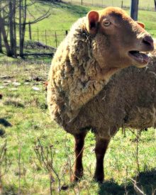 The Sheep Chronicles – Volume I (Premium)
