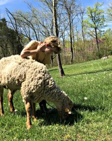 The Sheep Chronicles – Volume II (Premium)
