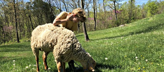 The Sheep Chronicles – Volume II (Premium)
