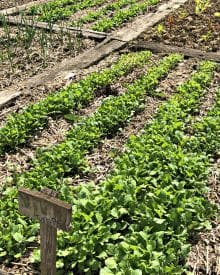 Organic Gardening – Summer Garden 1 Summer (1) Starting Right, Amending row-style gardens & 5 plants to get in THIS WEEK (Premium)