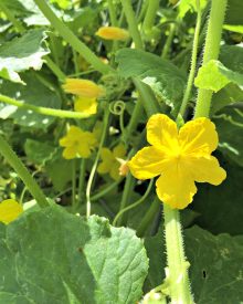 Organic Gardening Summer (9) How to Identify, Locate, & Eliminate Squash Bugs (and their children) (Premium)