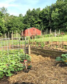 10 Great Reasons to Grow a Garden (or grow something)