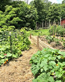 ORGANIC GARDENING -SUMMER (8) Vertical Gardening & Succession Planting in Action (PREMIUM)