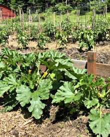 Organic Gardening -Summer (7) Pests & Problems Part 2 – Using Diatomaceous Earth Effectively (Premium)