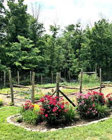 Back to Roots Gardening Basics