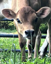 How to Stop Mastitis (Premium)