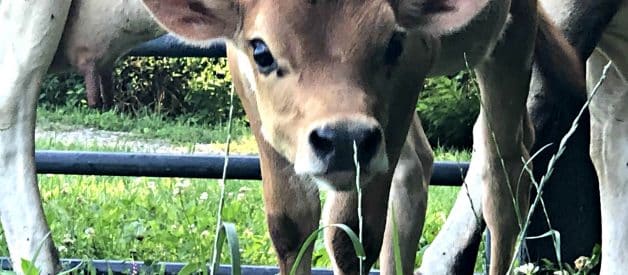 How to Stop Mastitis (Premium)