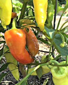 Grow Your Own – Organic Gardening Summer Garden (12) Harvest Time Tips to Maintain the Garden for Peak Production (Premium)