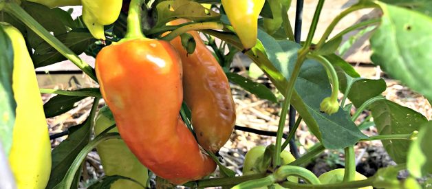 Grow Your Own – Organic Gardening Summer Garden (12) Harvest Time Tips to Maintain the Garden for Peak Production (Premium)