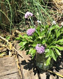 Organic Gardening Summer (10) Herb Gardening Part 1 (Premium)