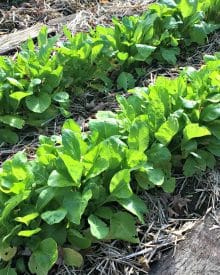 Easy Gardening With Raised Beds