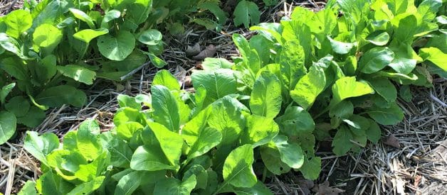 How to Grow Mustard Greens