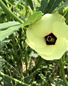 How to Grow Okra