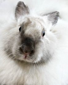 Meat v/s Fiber Rabbits