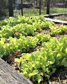 How to Start a Garden