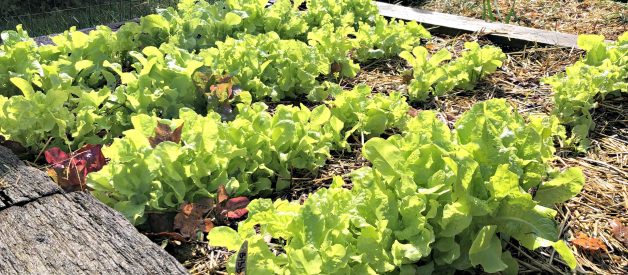 How to Start a Garden