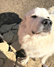 Can I feed my dog Raw Meat? (Premium)