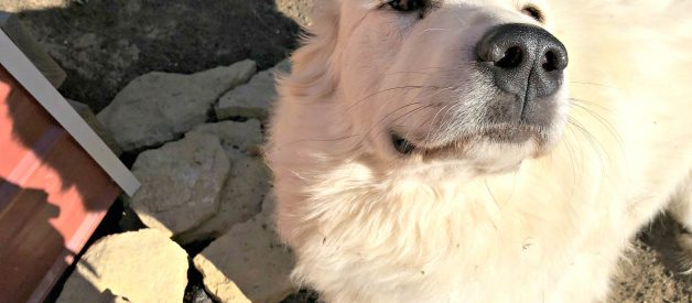 Can I feed my dog Raw Meat? (Premium)