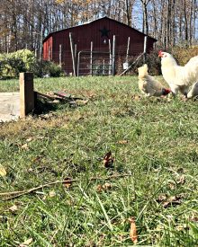 Grow Your Own Organic Gardening FALL GARDEN (3) Don’t Forget the Garlic! (Premium)