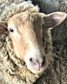 Shearing Sheep – VIDEO (Premium)