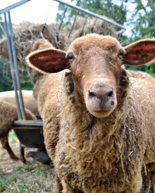 There is a Reason the Shepherds were in the fields…
