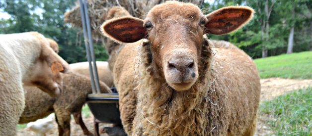 There is a Reason the Shepherds were in the fields…