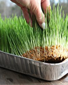How to Sprout Grains for Chickens