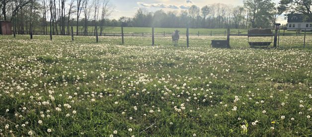 Can You Feed a Family Milk Cow Only Grass?