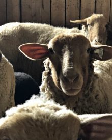 What to Expect When Your Sheep Gives Birth