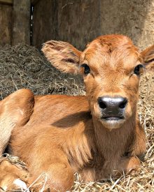 Meet Hoss!  We have a new calf!
