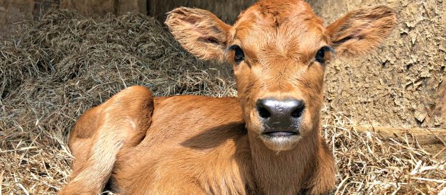 Meet Hoss!  We have a new calf!
