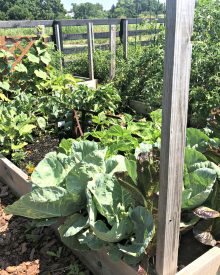 How to GET the MOST food from a SMALL Garden