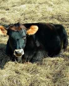 Milk Cow For SALE!!  $1600 (OBO)