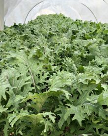 EASY YEAR-ROUND GARDENING with LOW TUNNELS