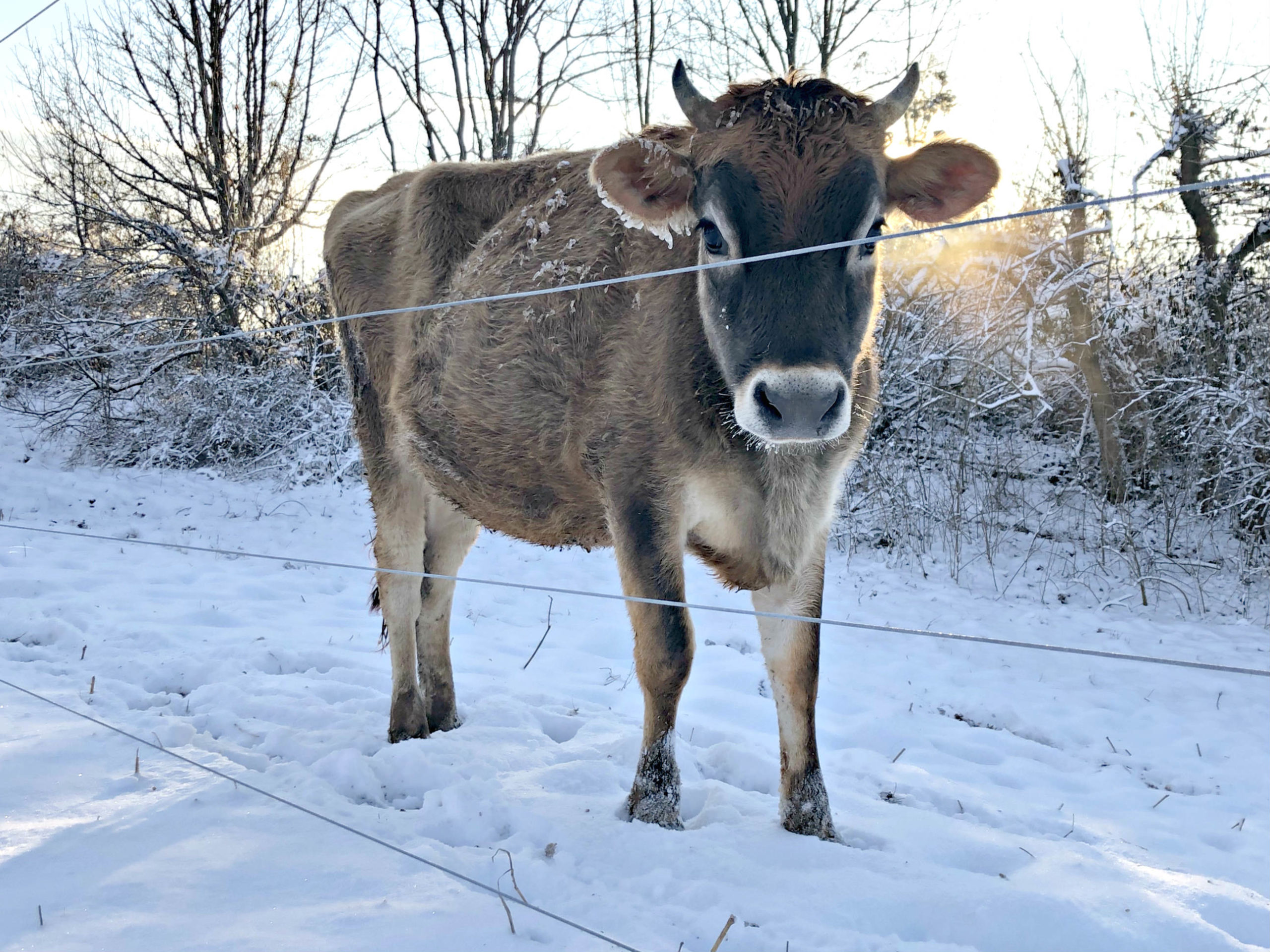 Jersey Milk Cow for SALE!!!